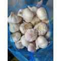 Bawang Putih Putih Normal 4.5-5.0cm